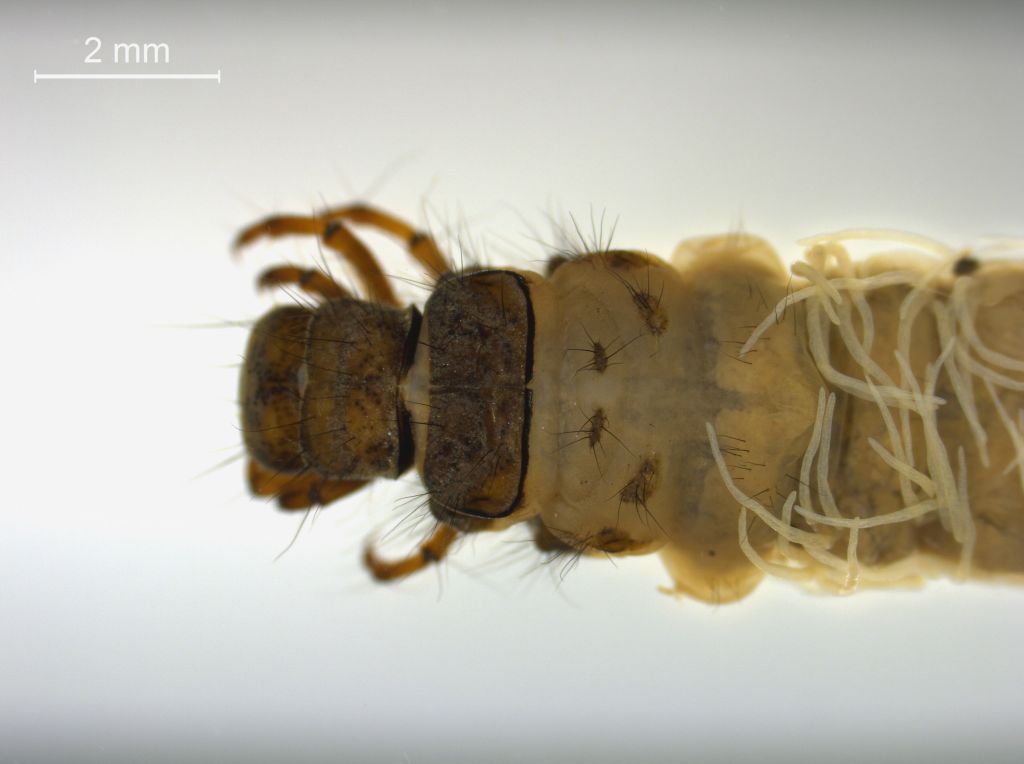 Limnephilus sparsus
